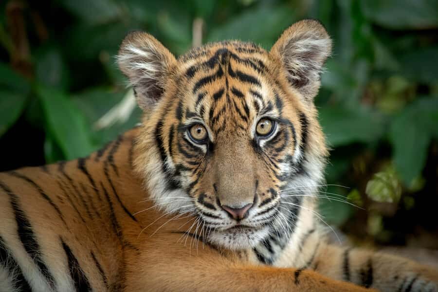 From Brisbane: Australia Zoo Transfer and Entry Ticket - Your show and must-see list: Wildlife Warriors, crocs, and the big cat energy