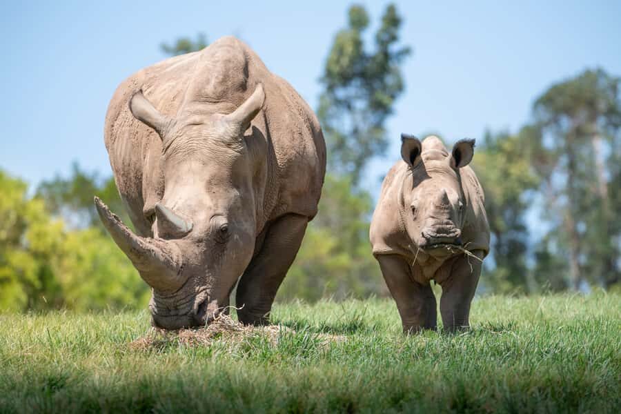 From Brisbane: Australia Zoo Transfer and Entry Ticket - Wildlife Hospital stop: short visit, big meaning