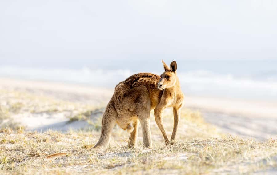 From Brisbane: Bribie Island Day Trip and 4x4 tour - What I’d pack for a comfy 9-hour sand-to-sea day
