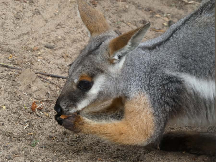 From Brisbane: Day Trip to Noosa, Glass House Mtns and Zoo - Nutworks: the quick chocolate-and-nuts stop that actually feels useful