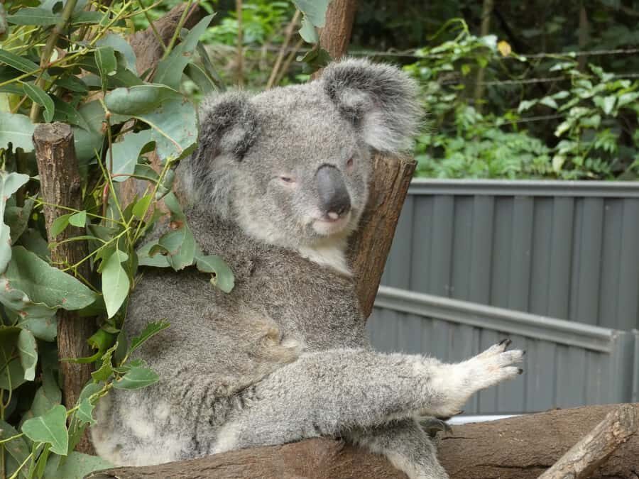 From Brisbane: Day Trip to Noosa, Glass House Mtns and Zoo - Price and logistics: is $175 worth it for a 1-day loop?