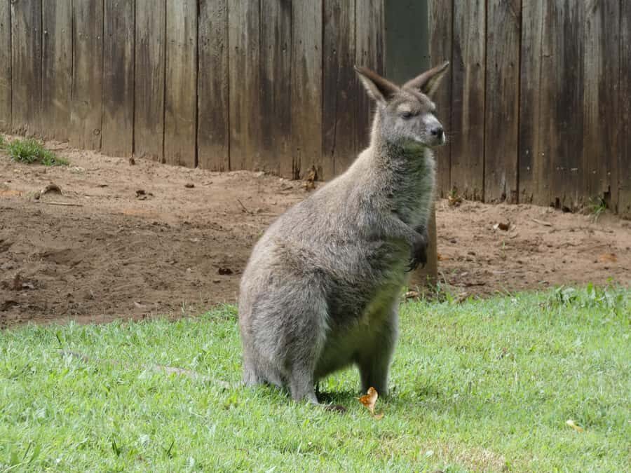 From Brisbane: Day Trip to Noosa, Glass House Mtns and Zoo - Who this day trip suits best (and who might not)