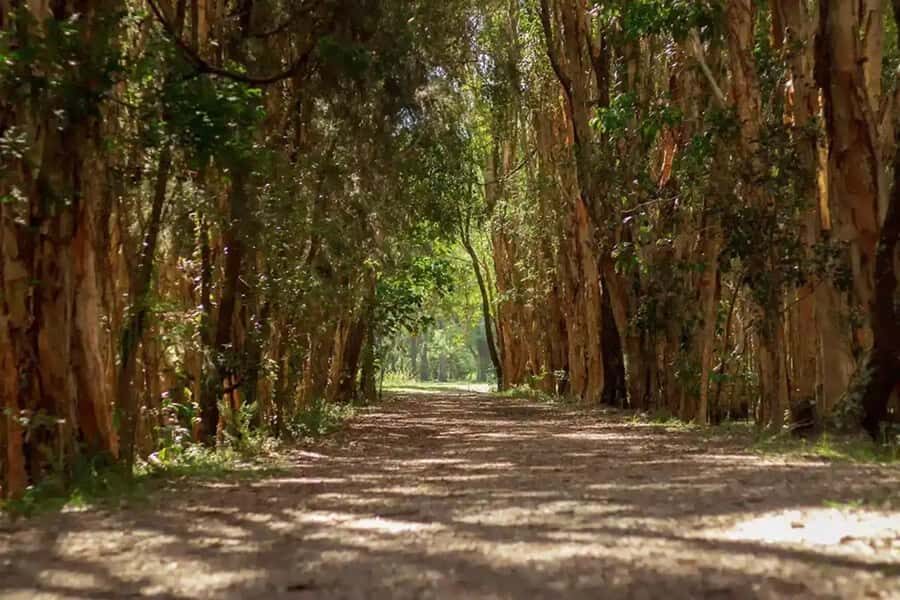From Brisbane: Gold Coast Day Tour with Lunch - Coombabah Lakeland: kangaroos and koalas in one conservation stop