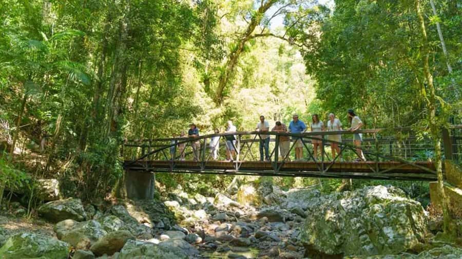 From Brisbane: Gold Coast Day Tour with Lunch - Springbrook National Park and Natural Bridge: rainforest walking at the end of the day