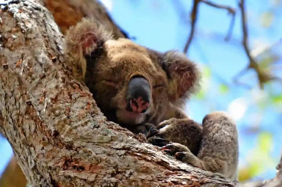 From Brisbane: Gold Coast Day Tour with Lunch - The Spit for dolphins and seasonal whales: the ocean stop that still pays off