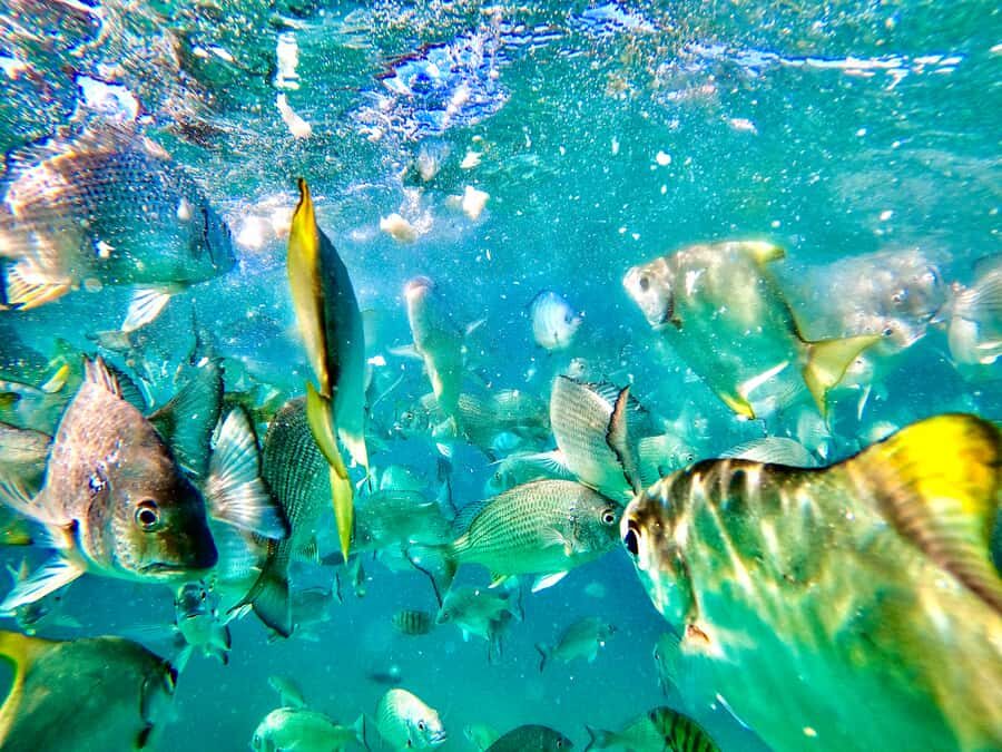 From Brisbane: Moreton Island Full-Day Trip - Key things I’d plan around