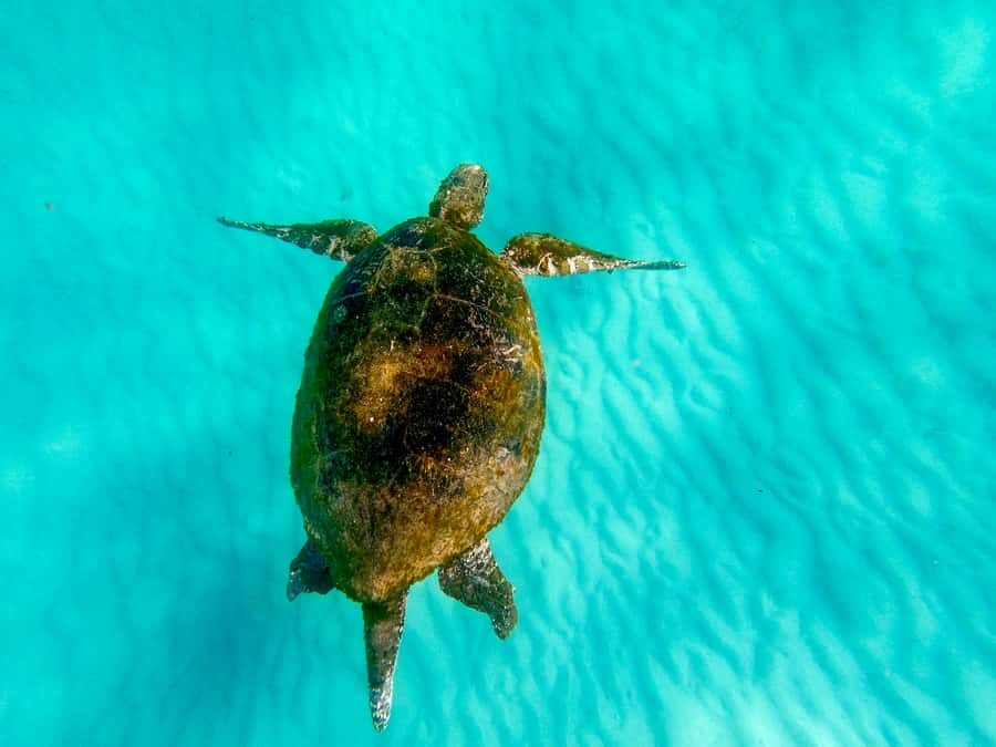 From Brisbane: Moreton Island Full-Day Trip - Lunch on the Beach: DIY Wraps and a Real Break