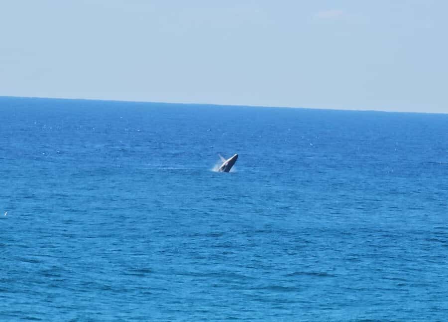 From Brisbane: North Stradbroke Island Wildlife Adventure - Who this Stradbroke wildlife day trip fits best