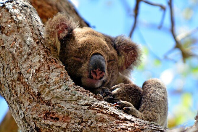 Gold Coast Day Tour From Brisbane - Springbrook National Park and Natural Bridge: guided rainforest walking, not just a viewpoint