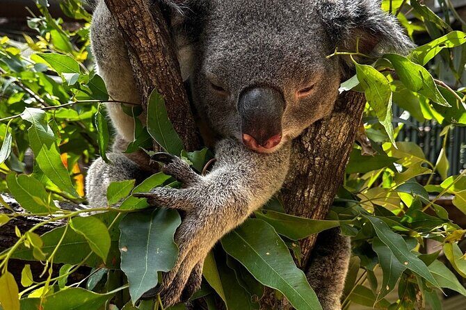 Gold Coast Surfer's Paradise Private Tour from Brisbane - Daisy Hill Koala Centre: Your Best Hour With Australia’s Icon