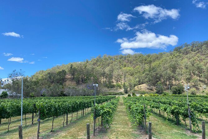 Hinterland Heritage Wine Tour - Stop 2: O’Reilly’s Canungra Valley Vineyards, Killowen homestead, and alpacas