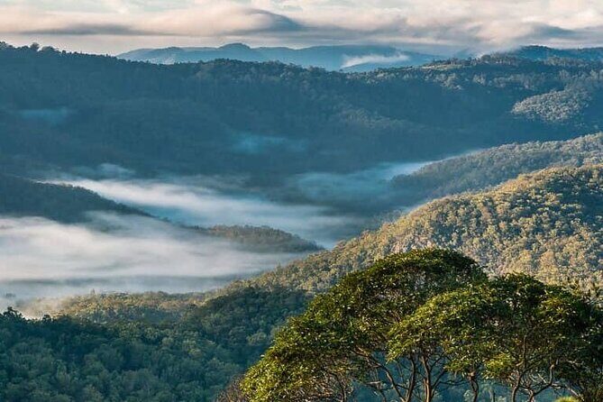 Hop on Hop Off Bus - Tamborine Mountain - Stop 3: Curtis Falls for waterfalls and an easy stroll