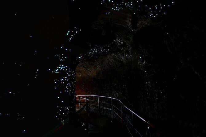 Hop on Hop off - Tamborine Rainforest Skywalk + Glow Worm Caves - Key things to know before you go
