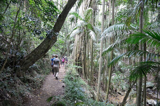 Hop on Hop off - Tamborine Rainforest Skywalk + Glow Worm Caves - Time on the mountain: how hopping works in real life