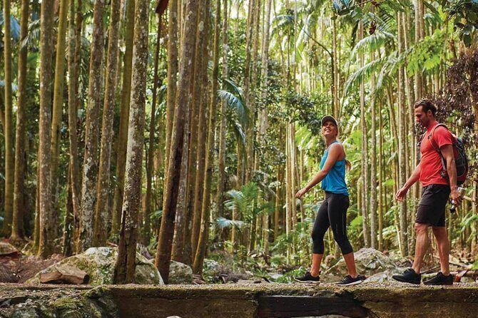 Hop on Hop off - Tamborine Rainforest Skywalk + Glow Worm Caves - Getting the most out of your guide and your day