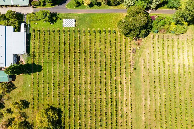 Hop on Hop off Wine tasting tour to Tamborine Mountain - Gallery Walk and village time: where the day becomes more than wine