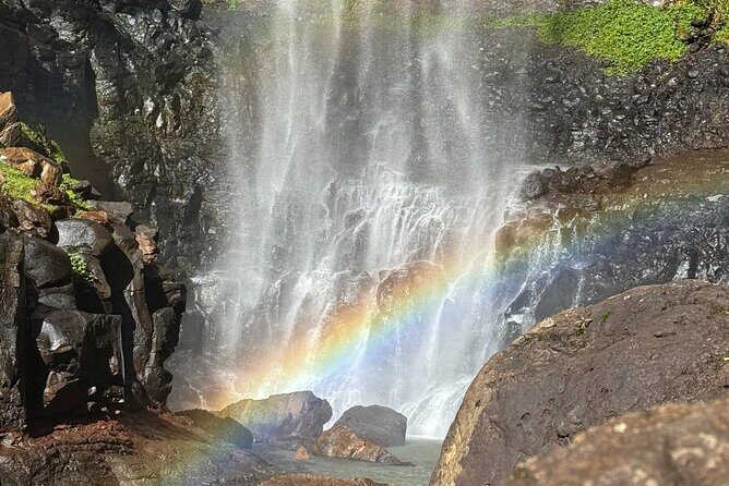 Kangaroos, 6 Springbrook Waterfalls and Natural Bridge Day Tour - Goomoolahra Falls: the quick stop that keeps the rhythm