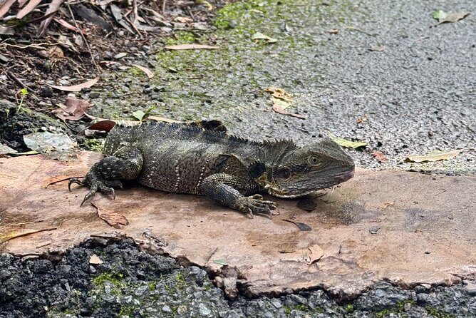 Kangaroos, 6 Springbrook Waterfalls and Natural Bridge Day Tour - Twin Falls and Rainbow Falls: the 2 km walk with the best drama-per-step