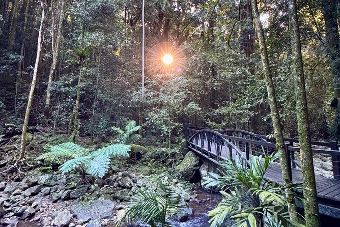 Kangaroos, 6 Springbrook Waterfalls and Natural Bridge Day Tour - Springbrook Canyon Lookout: where the day “clicks” into bigger views