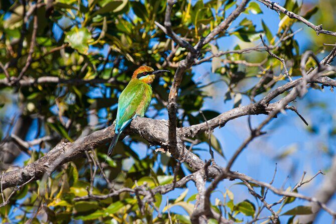 Kangaroos, mangroves and the ocean - Key points at a glance