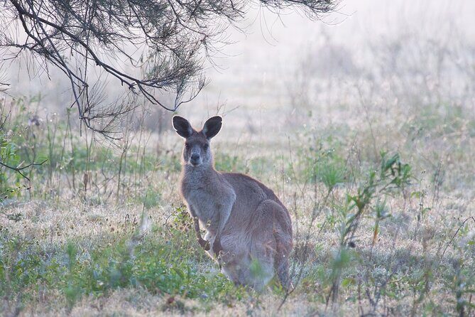 Kangaroos, mangroves and the ocean - Mangrove lookouts: a calm view that rewards patience