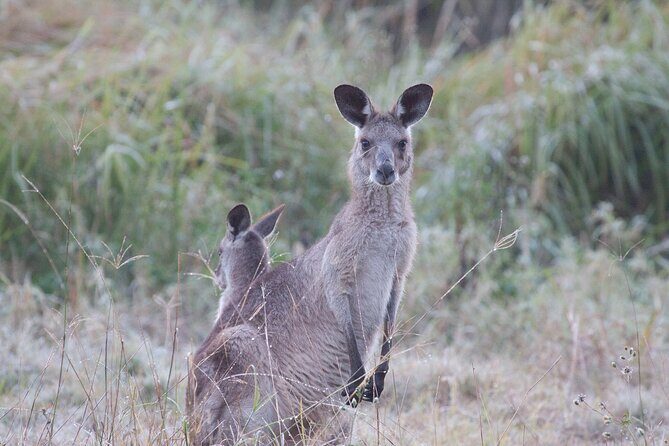 Kangaroos, mangroves and the ocean - Scarborough Boat Harbour and lunch at Morgans Seafood