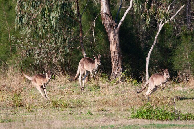 Kangaroos, mangroves and the ocean - Osprey House Environmental Centre: more than a quick stop