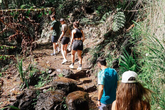 Koalas, 6 Springbrook Waterfalls and Natural Bridge Day Tour - For International Visitors: Live AI Translation That Helps You Follow Along