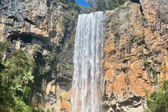 Koalas, 6 Springbrook Waterfalls and Natural Bridge Day Tour - Springbrook Waterfalls Route: Purling Brook to Goomoolahra