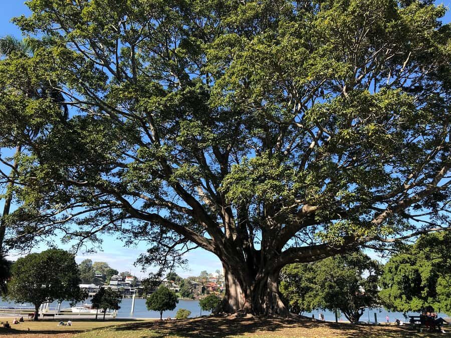 Lone Pine and Brisbane City Highlights - Mt Cootha lookout: the highest payoff for your effort