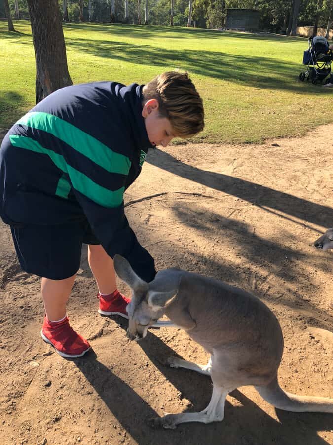 Lone Pine and Brisbane City Highlights - Price and time: does $159 feel fair for a 6-hour highlights tour?