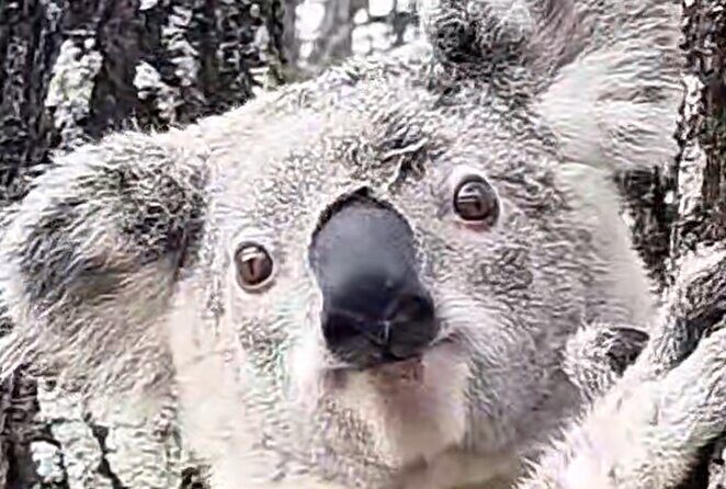 Lone Pine, Brisbane Highlights and Lunch! - A 6–7 Hour Brisbane Combo: Koalas and City Views Without the Planning