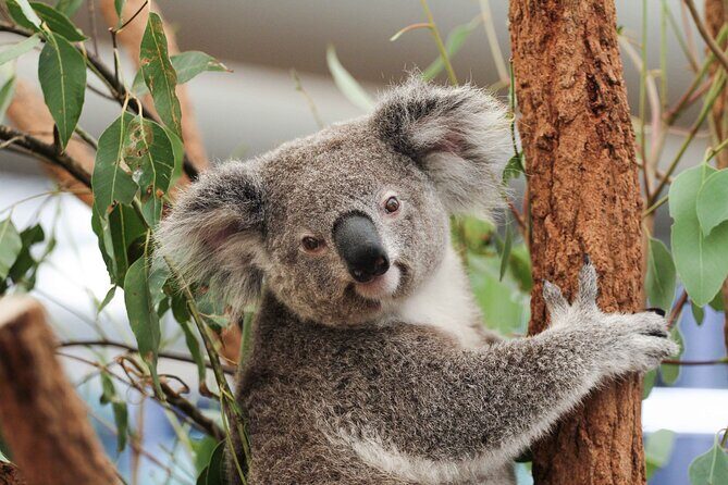 Lone Pine Koala Sanctuary Day Pass - Key Highlights to Know Before You Go