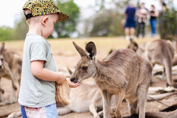 Lone Pine Koala Sanctuary Day Pass - Getting there from Brisbane: simple transport beats stress
