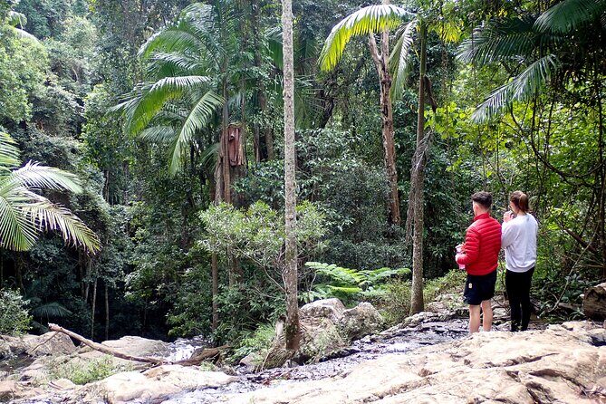 Maiala Rainforest Tour - Key things to know before you book Maiala