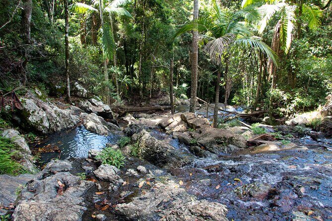 Maiala Rainforest Tour - The 8:00 am start: how the Mount Glorious drive sets the tone