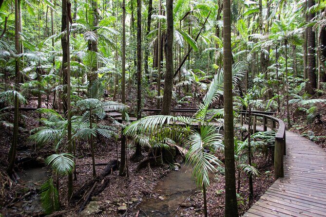 Maiala Rainforest Tour - Cypress Grove Track: a short detour through eucalypts and native cypress pines
