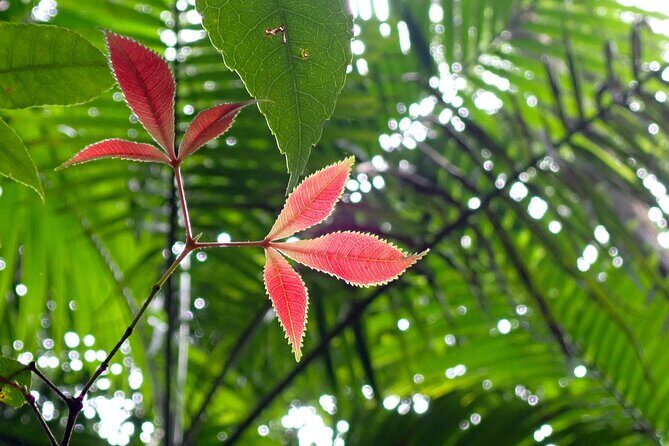 Maiala Rainforest Tour - Coffee/tea and picnic break: Bunya pine views and a real reset
