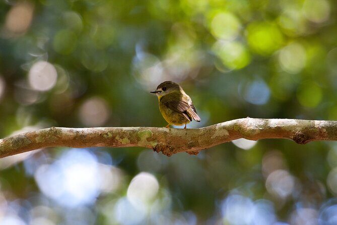 Maiala Rainforest Tour - Rainforest Circuit: strangler figs, lianas, and the old Sydney blue gum