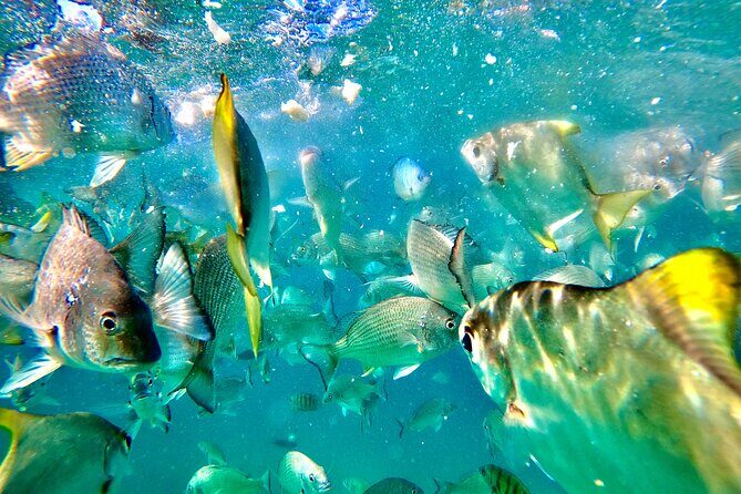Moreton Island Day Trip (Kayak, Snorkel & Sandboard) frm Brisbane or Gold Coast - Lunch on the beach, then a quick swim window