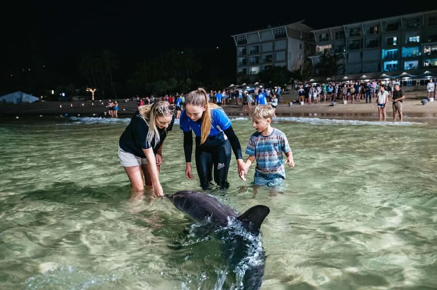 Moreton Island: Marine Discovery Cruise & Dolphin Feeding - Marine Discovery Cruise: spotting turtles, dugongs, and what actually changes
