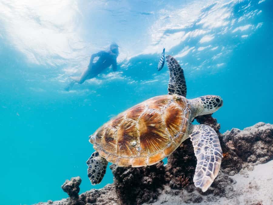 Moreton Island: Marine Discovery Cruise & Dolphin Viewing - Getting to Tangalooma from Brisbane (and how not to waste time)