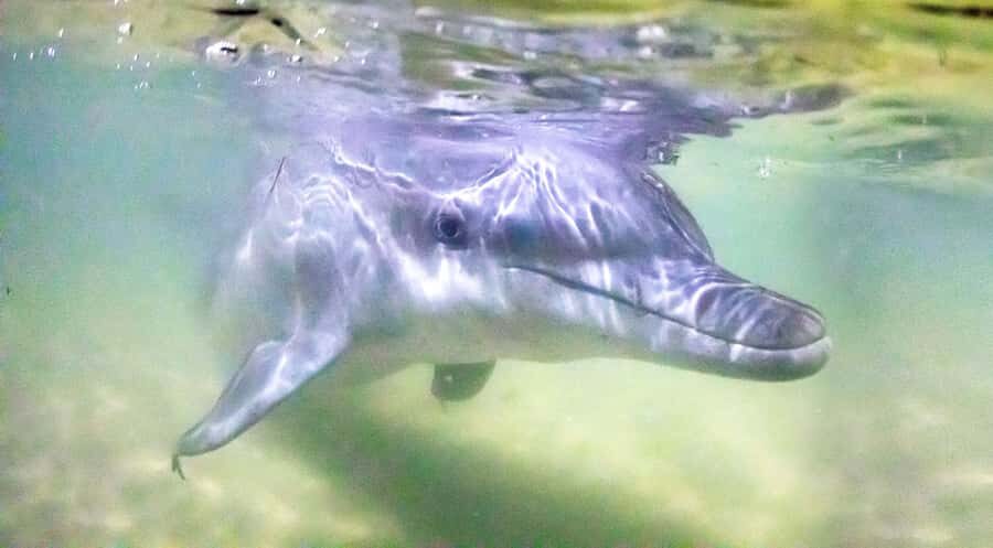 Moreton Island: Tangalooma ATV Quad Bike & Dolphin Feeding - Key takeaways before you go