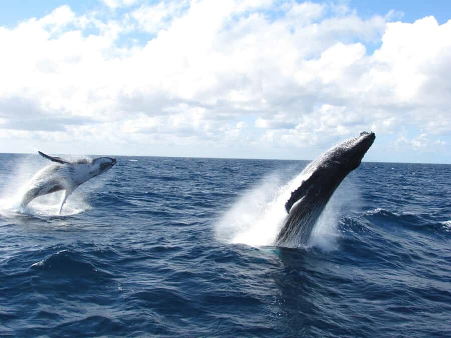 Moreton Island: Tangalooma Day Trip & Whale Watching Cruise - Key highlights to look forward to
