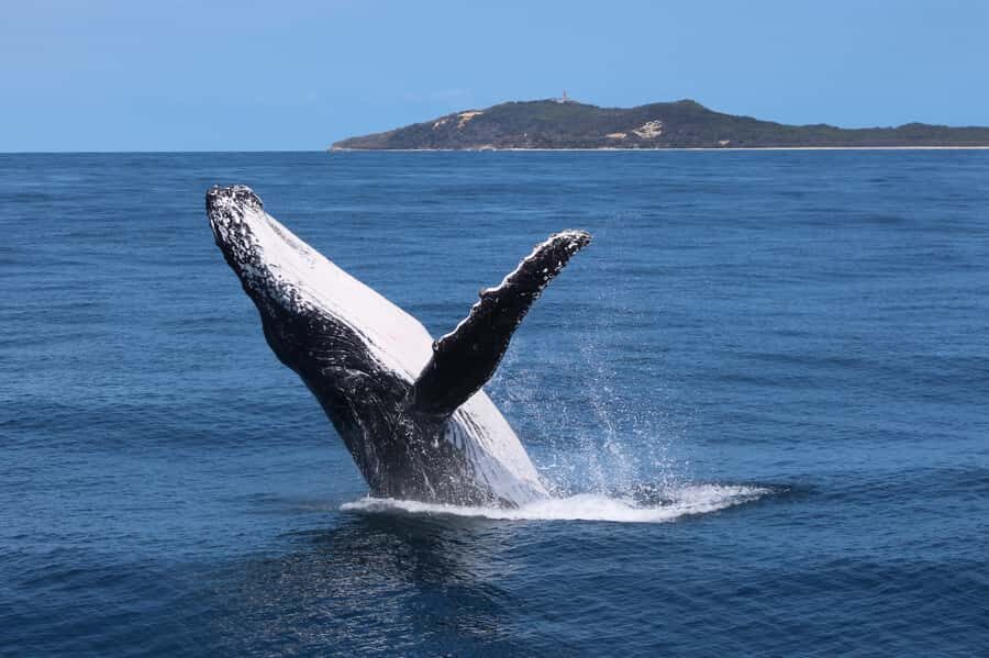 Moreton Island: Tangalooma Day Trip & Whale Watching Cruise - The big timing detail: whale watching at 12:00 PM no matter what
