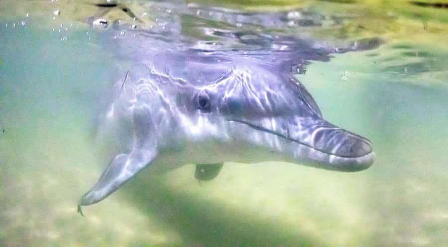 Moreton Island: Tangalooma Snorkeling Tour & Dolphin Feeding - A Brisbane day trip that actually feels like a mini holiday