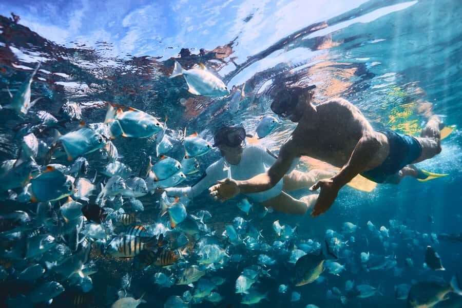 Moreton Island: Tangalooma Snorkeling Tour & Dolphin Feeding - Price, value, and the practical bits that can affect your day