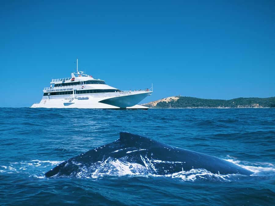 Moreton Island: Tangalooma Whale Watching & Dolphin Feeding - Key things that make this Moreton Island cruise different