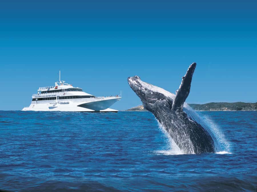 Moreton Island: Tangalooma Whale Watching & Dolphin Feeding - Ferry from Brisbane: your 75 minutes of scenery and setup