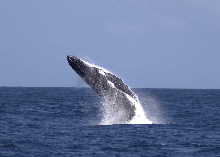 Moreton Island: Tangalooma Whale Watching & Dolphin Feeding - The 3-hour whale watching cruise: catamaran comfort and whale-focused commentary
